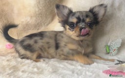 Chihuahua dogs for sale: Chihuahua long coat. Marble  - Image 5