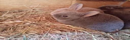 Rex rabbits for sale: Mini Rex babies  - Advert 3