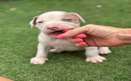 Staffordshire Bull Terrier dogs for sale: Ready now !! - Image 15