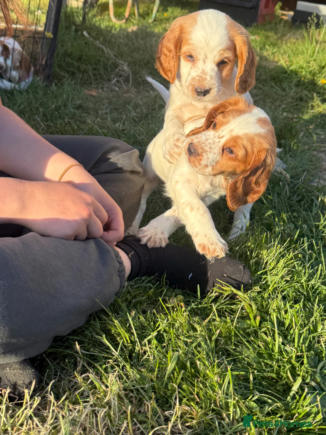 Cocker Spaniel dogs for sale: 2 boys Ready to leave working cocker spaniel  - Advert 1
