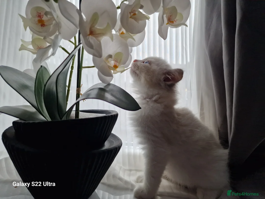 Ragdoll cats for sale: 💎 Elite Ragdoll Kittens  💎 - Advert 14