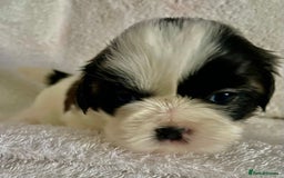 Shih Tzu dogs for sale: Adorable Imperial Shih Tzu Puppies - Advert 18