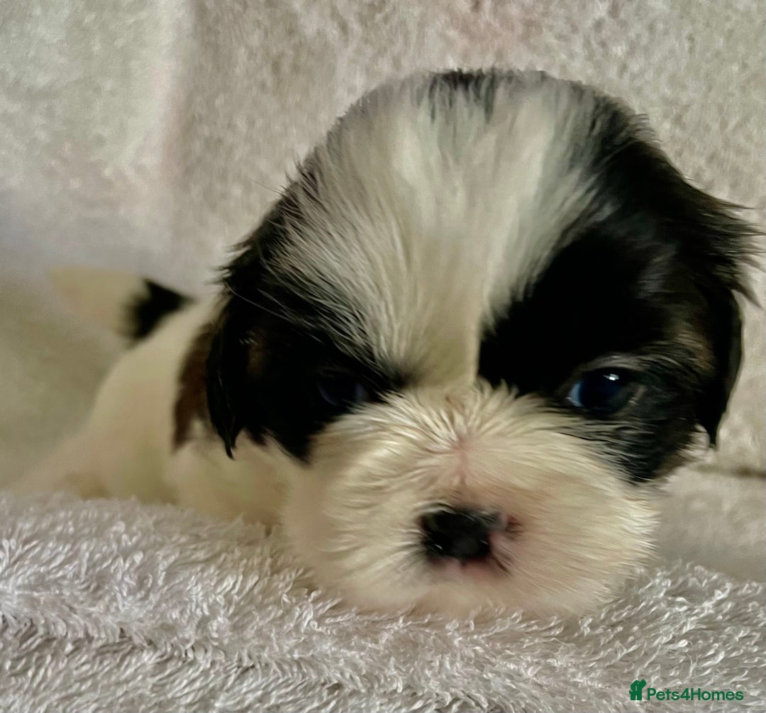 Shih Tzu dogs for sale: Adorable Imperial Shih Tzu Puppies - Advert 18