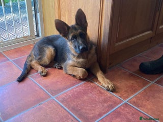 German Shepherd dogs - Advert 8