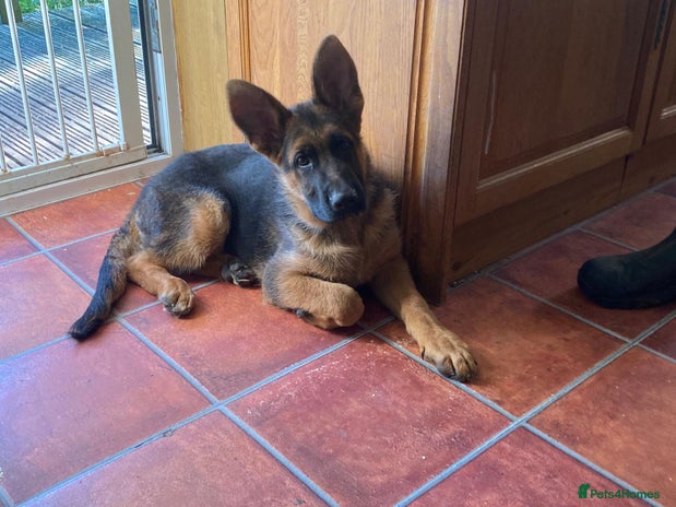 German Shepherd dogs - Advert 4