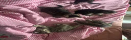 Mixed Breed cats for sale: 4x tabby boys looking for loving forever home  - Advert 5