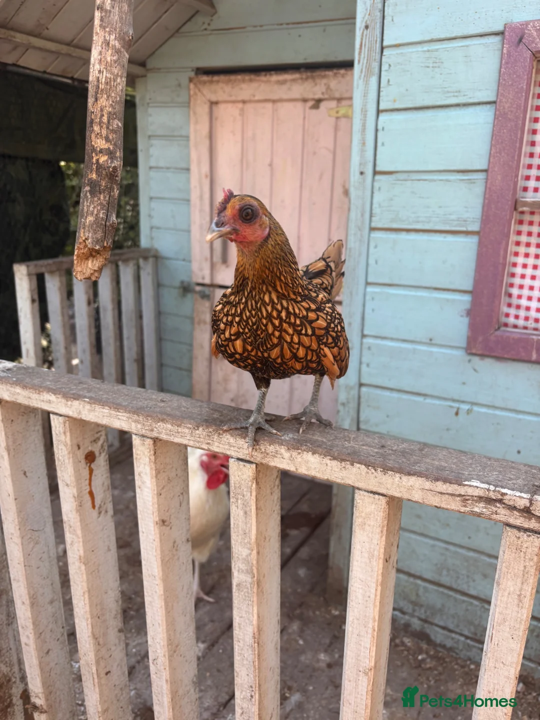 Chickens poultry for sale: Hens, different breeds downsizing flock in Romsey - Advert 1