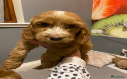 Labradoodle dogs for sale:  Australian Labradoodles Show Cocker Spaniel - Image 25
