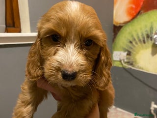 Labradoodle dogs - Advert 6