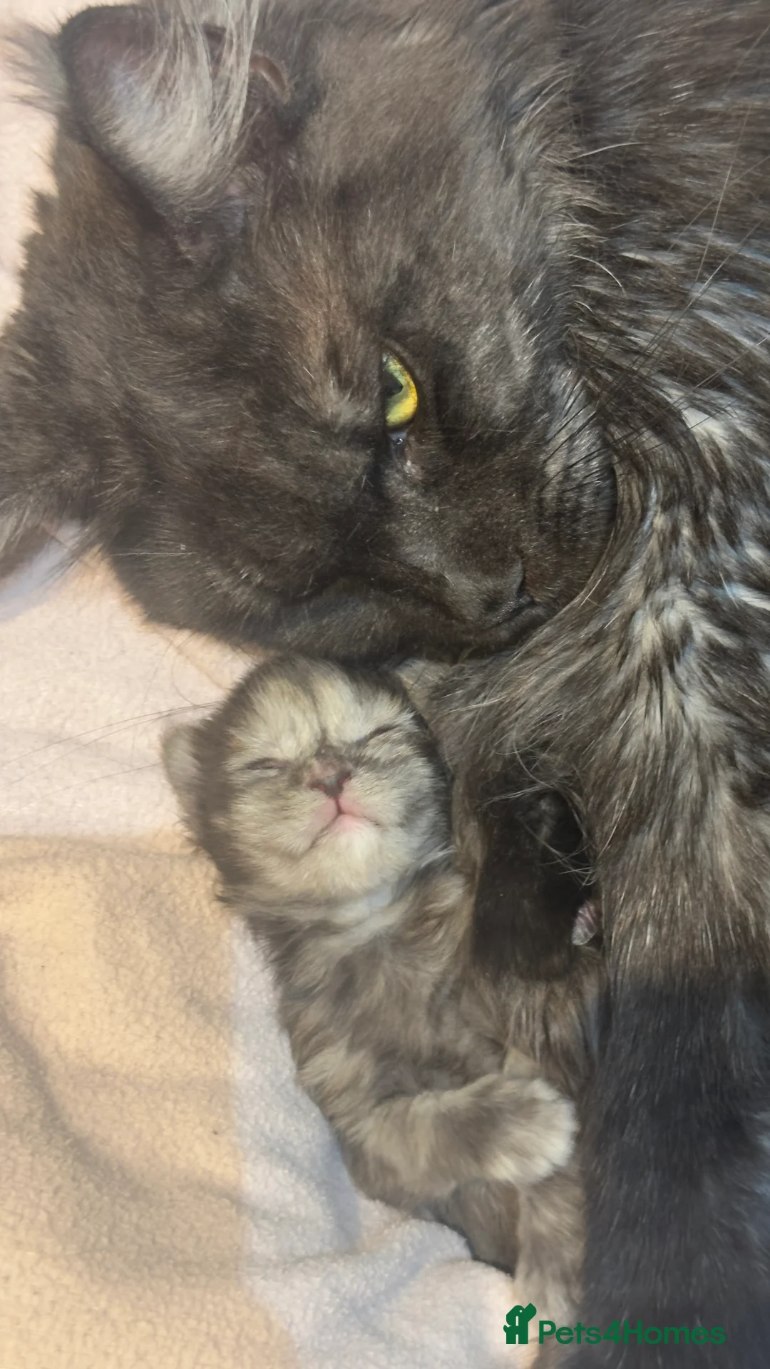 Maine Coon cats for sale: Stunning TICA Registered Maine Coon Kittens - Advert 19