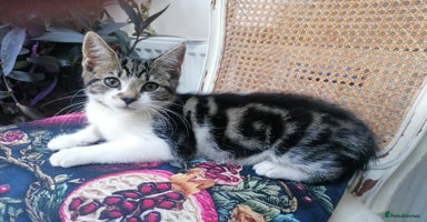 Mixed Breed cats - Advert 1