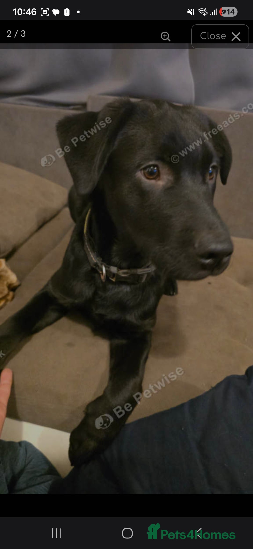 Labrador Retriever dogs for sale: Black labrador  - Advert 3