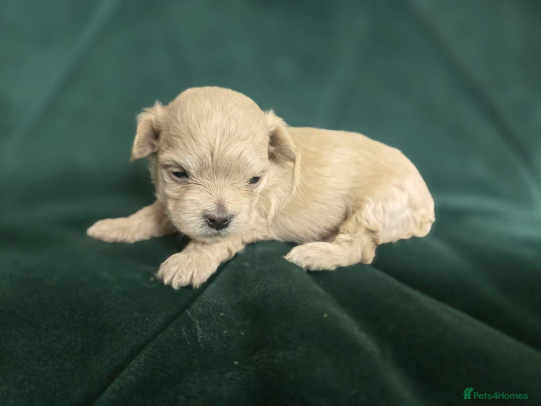 Maltipoo dogs for sale: 🐾 🐾3 Beautiful Maltipoo Girls Available! 🐾 - Image 10