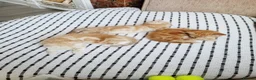 Mixed Breed cats for sale: 3 lovely ginger male cats available  in Preston - Advert 8