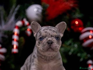 French Bulldog dogs One blue and tan Merle boy 🐶 - Advert 11