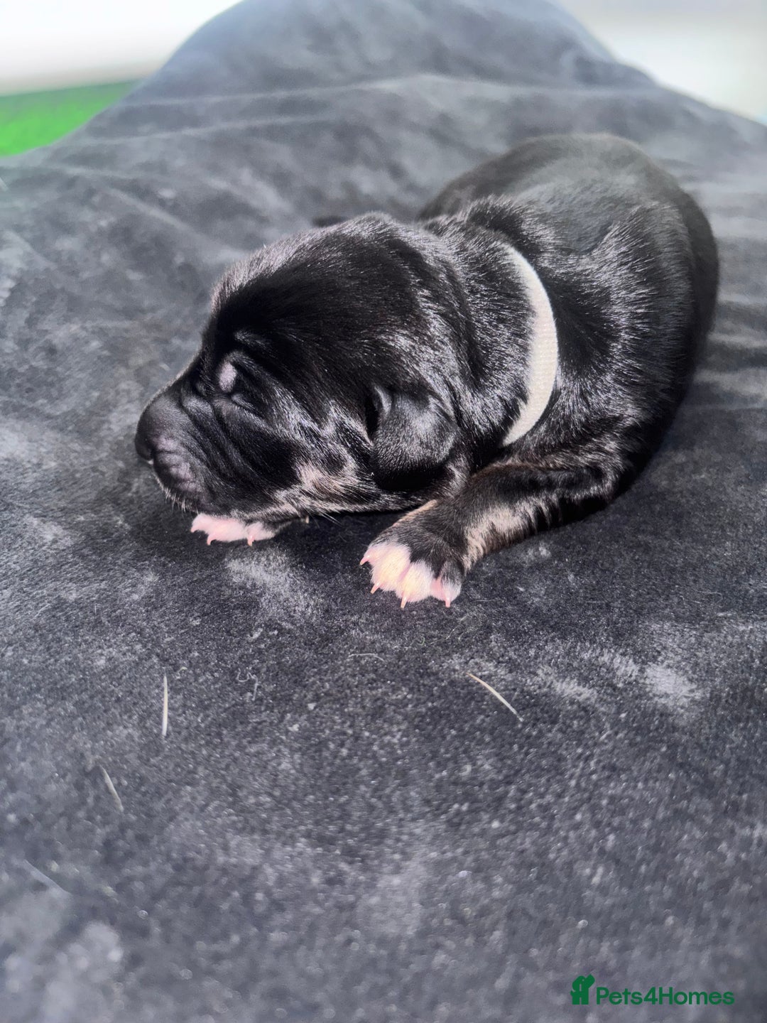 Mixed Breed dogs for sale: Saluki Bull Grey Puppies  - Image 19