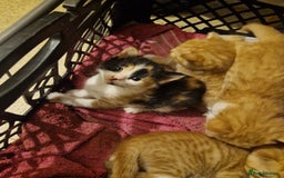 Domestic Shorthair cats for sale: Kittens for sale - Image 10