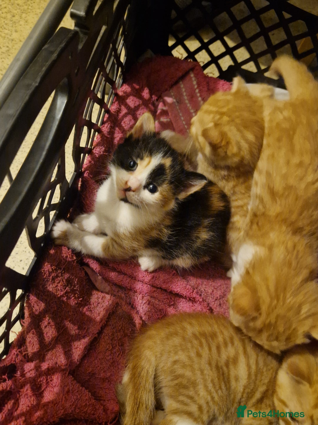 Domestic Shorthair cats for sale: Kittens for sale - Image 10
