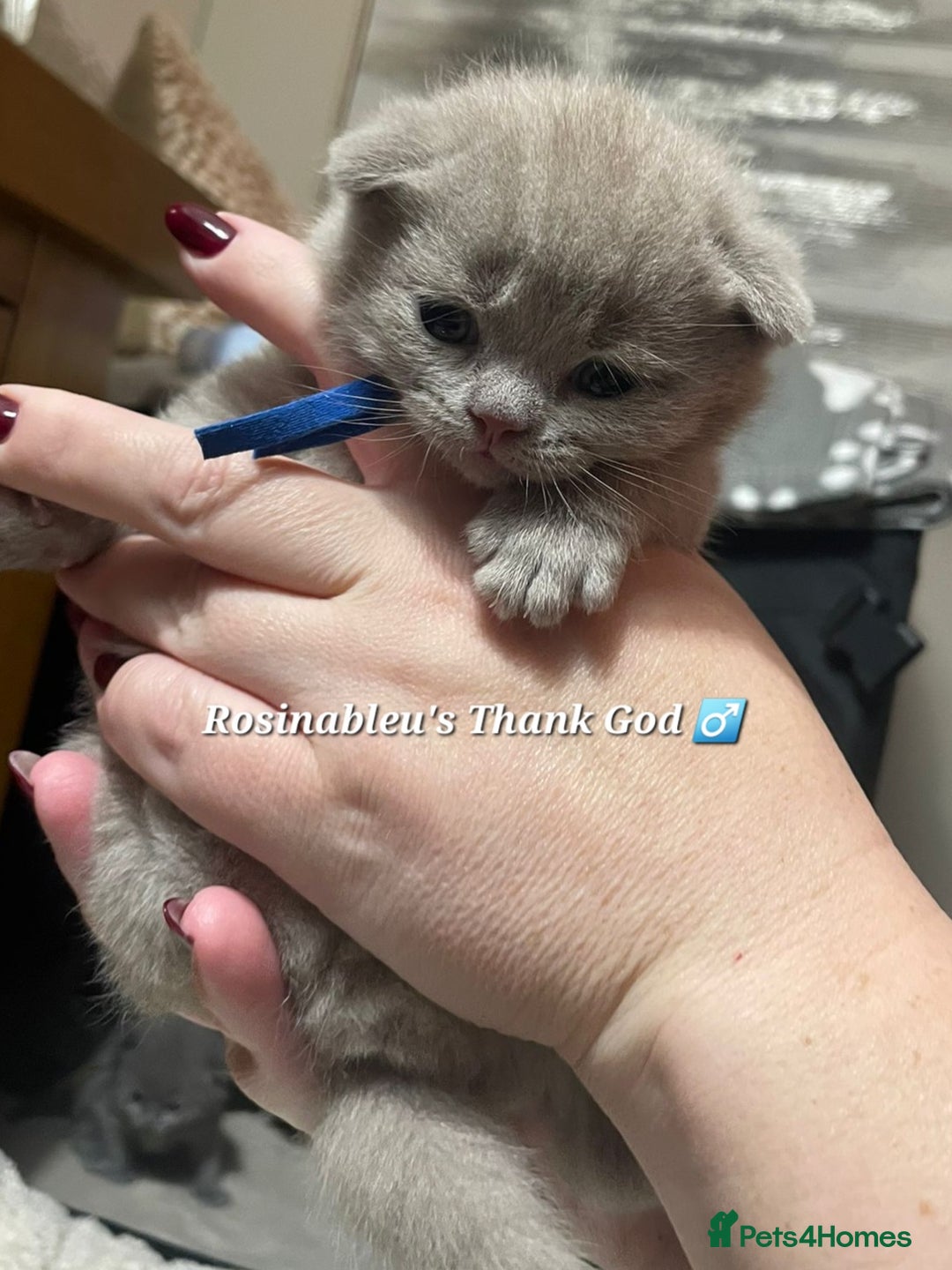 British Shorthair cats for sale:  Gccf British shorthair kittens champion lines 🏆 - Advert 13