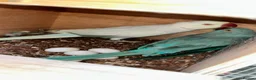 Ringnecks birds for sale: Proven Breeding Pair Ringneck Parrots  - Advert 7
