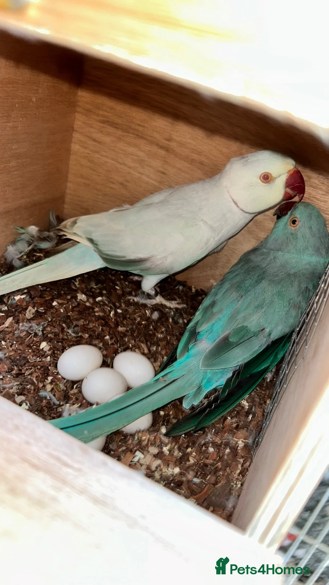 Ringnecks birds for sale: Proven Breeding Pair Ringneck Parrots  - Advert 7