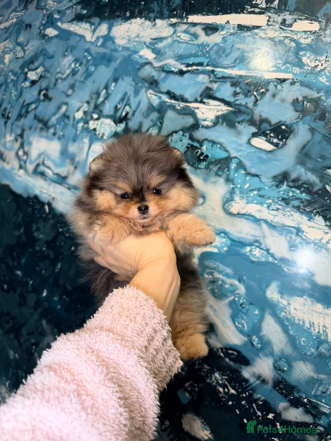 Pomeranian dogs for sale: Beautiful Pomeranian Girl - Advert 6