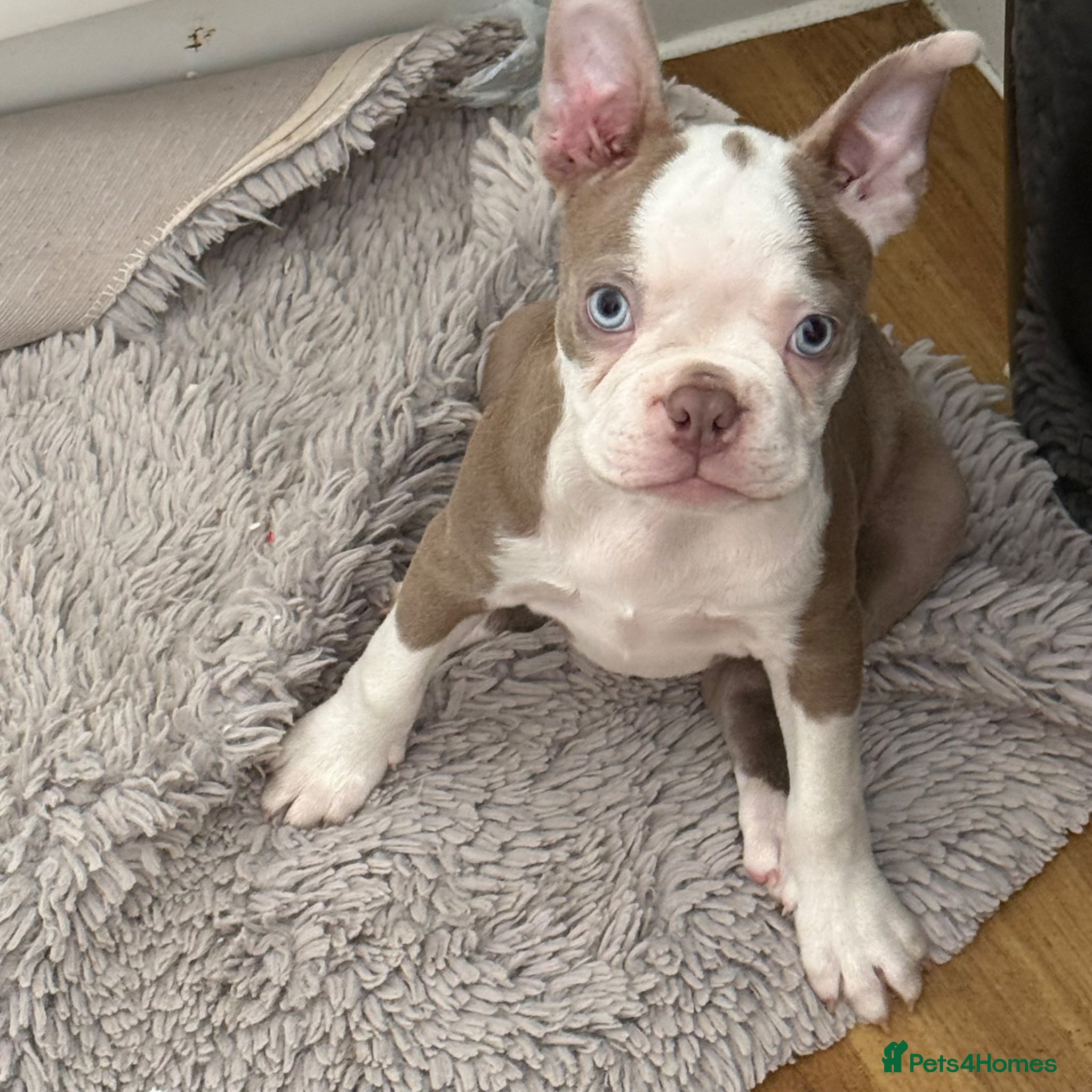 Boston Terrier dogs KC registered Boston Terrier ready now  - Advert 3