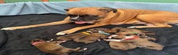 Boxer dogs for sale: STUNNING BOXER PUPPIES - Advert 1