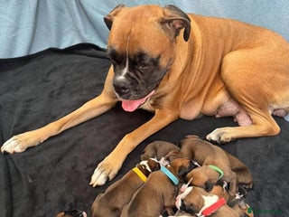 Boxer dogs STUNNING BOXER PUPPIES - Advert 1