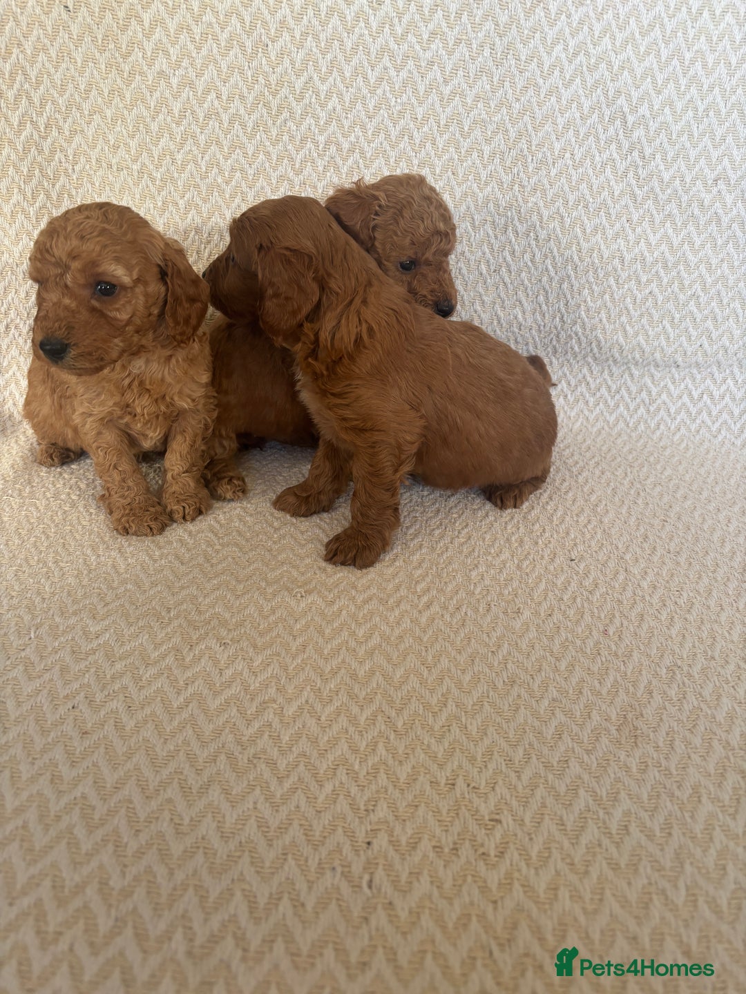 Cockapoo dogs for sale: Cockapoo puppies - Advert 4
