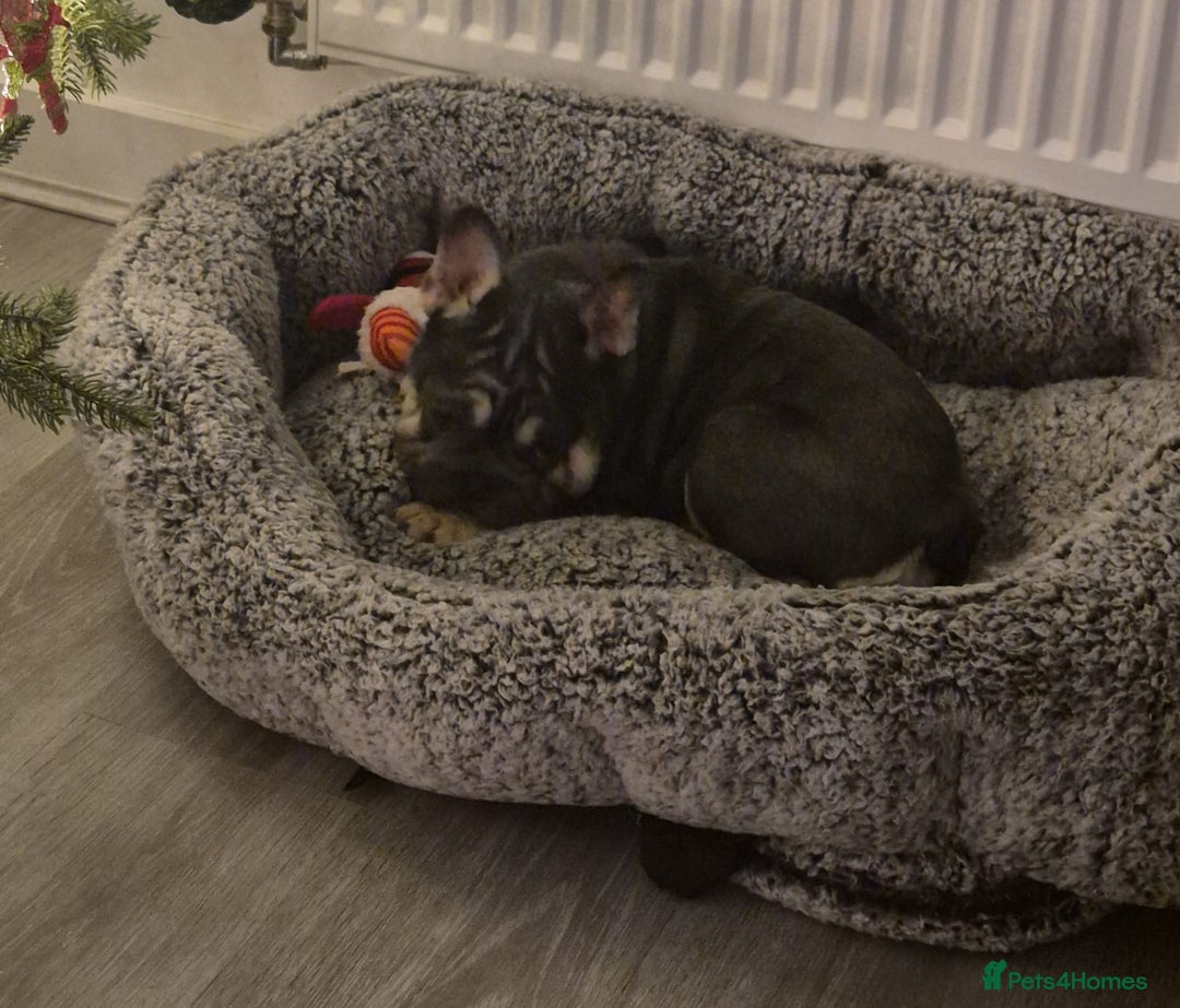 French Bulldog dogs for sale: BEAUTIFUL BIG  **  VELVET GIRL 🥰 - Advert 6