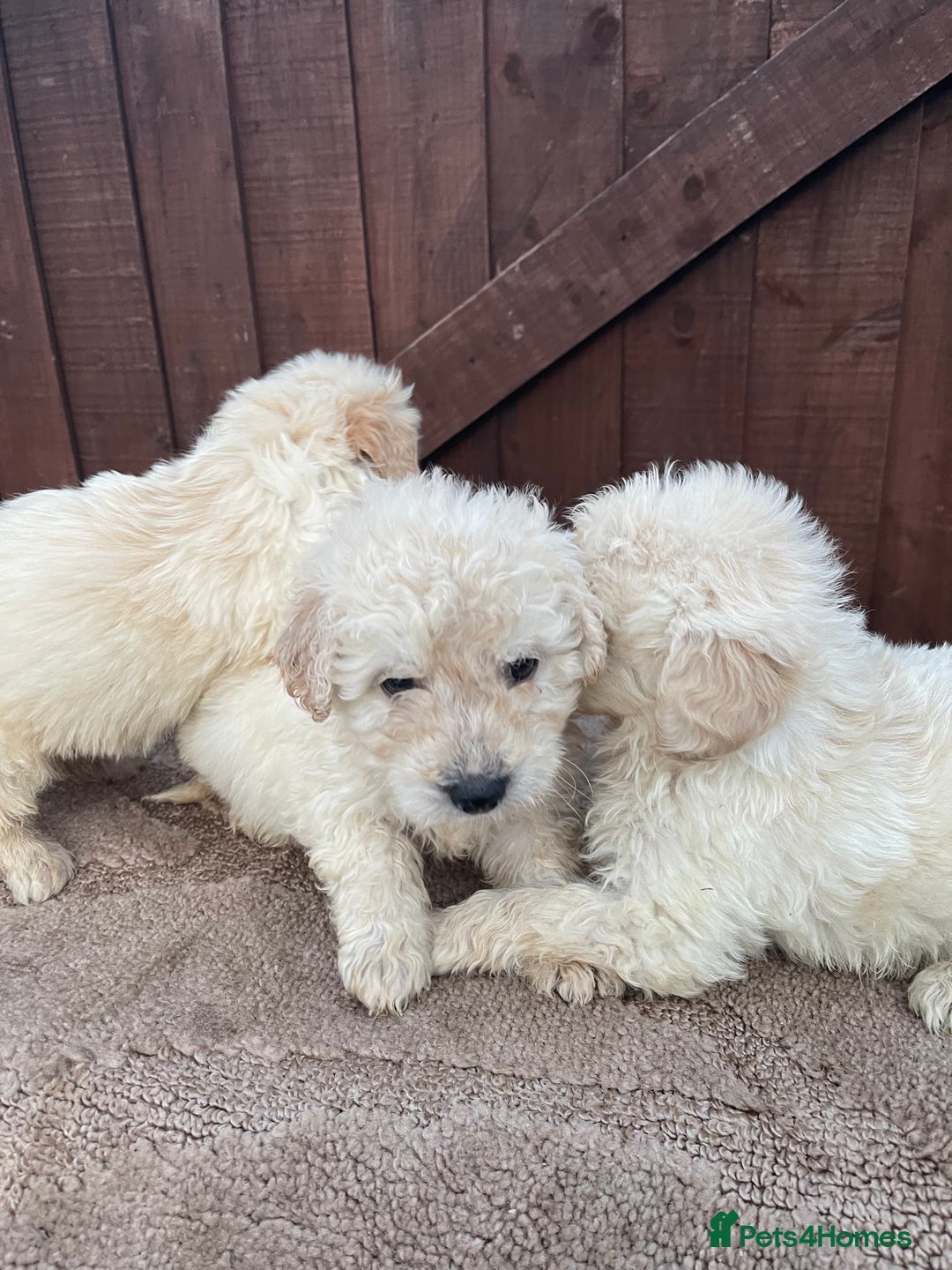 Goldendoodle dogs for sale: 4 beautiful puppies ready for their new homes!!!!! - Advert 9