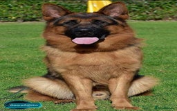 German Shepherd dogs for sale: KC German Shepherd puppies - Image 6