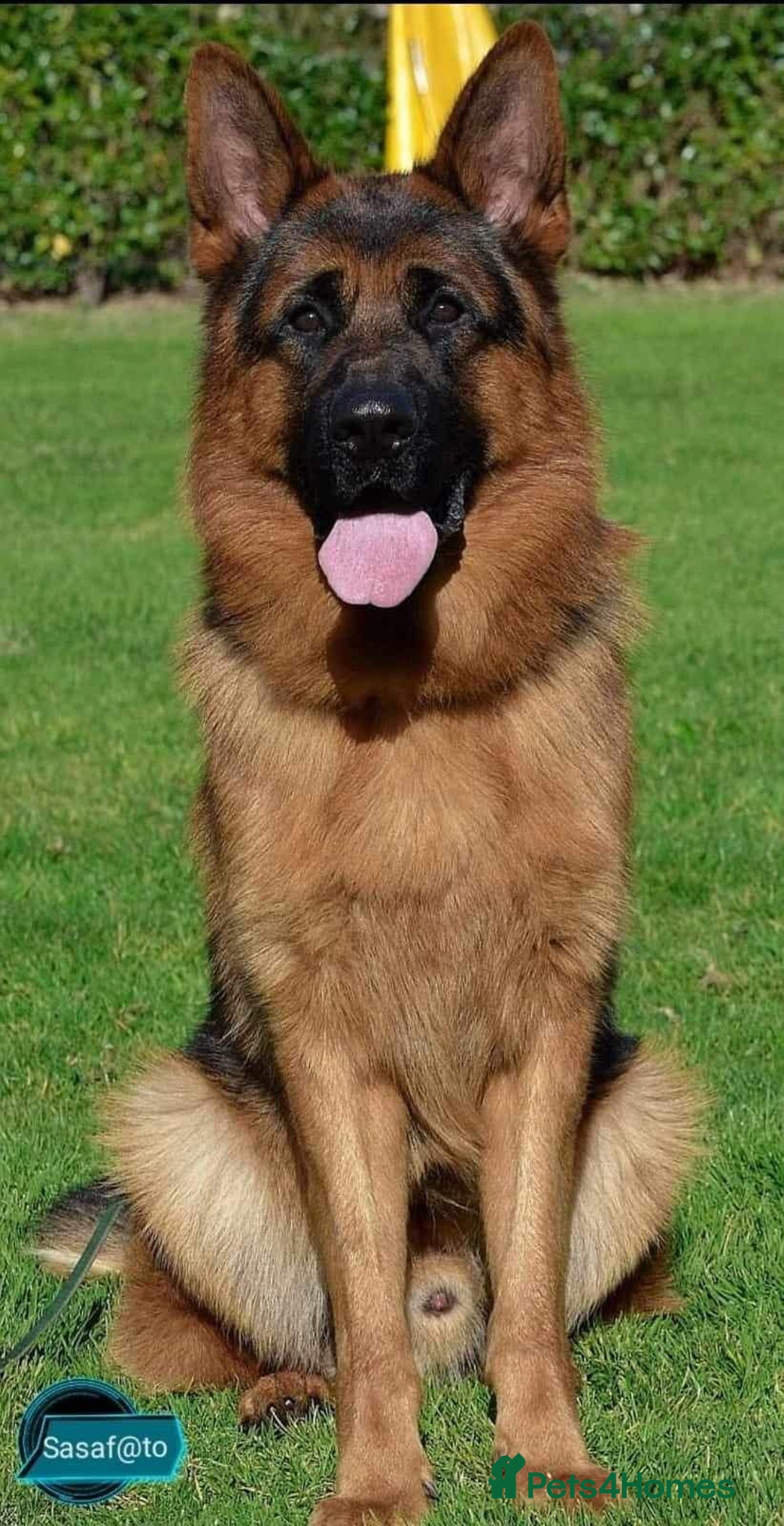 German Shepherd dogs for sale: KC German Shepherd puppies - Image 6