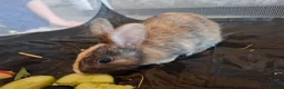 Mixed Breed rabbits for sale:  Rabbits in Highbridge - Advert 10