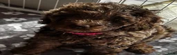 Cockapoo dogs for sale: Beautiful merle Cockapoo puppies  - Advert 11