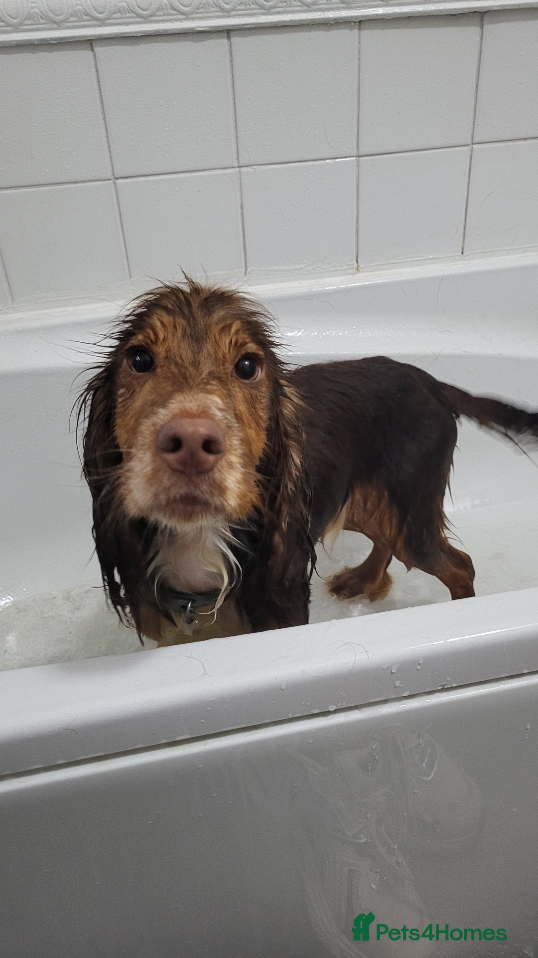 Cocker Spaniel dogs for sale: Buddy the cocker spaniel - Advert 2