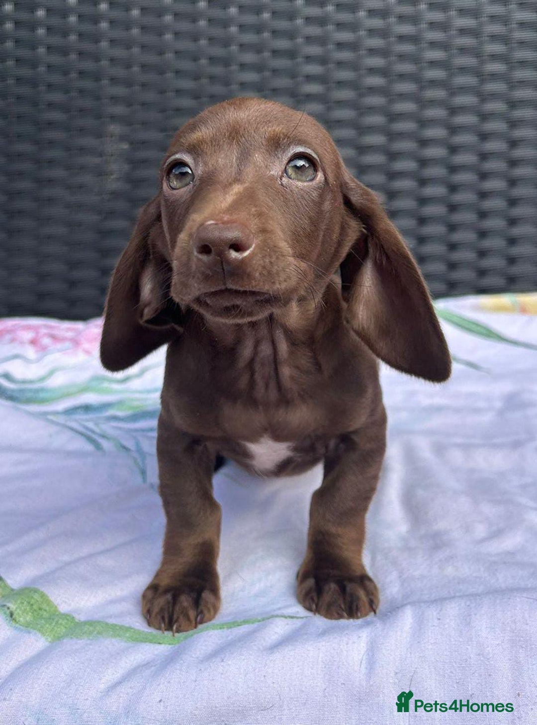 Miniature Dachshund dogs for sale: READY NOW STUNNING MIX KC MIN PRA CLR - Image 9