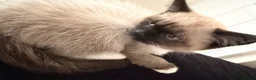 Snowshoe cats for sale: Snowshoe kitten  - Advert 2