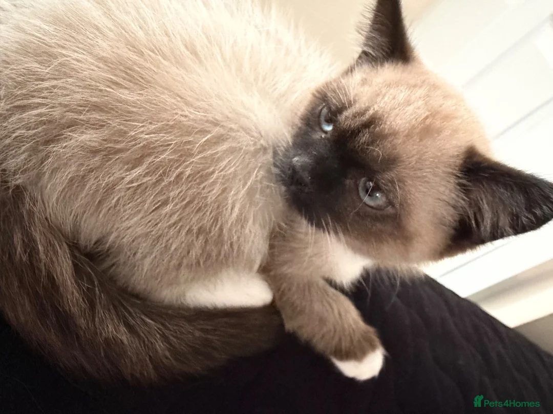 Snowshoe cats for sale: Snowshoe kitten  - Advert 2