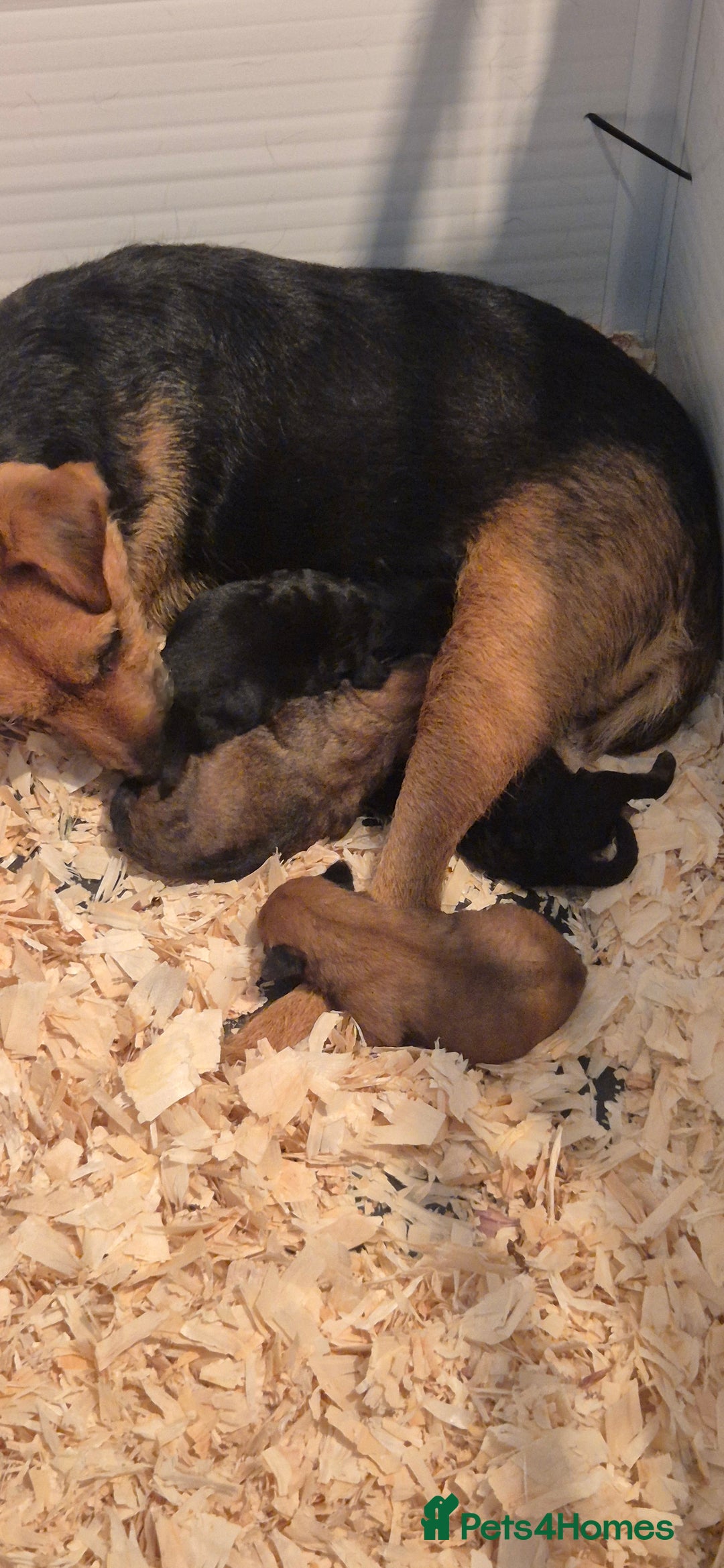 Patterdale Terrier dogs for sale: Patterdale x lakeland pups  - Image 15