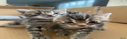 Bengal cats for sale:  Stunning Bengal kittens - Advert 17