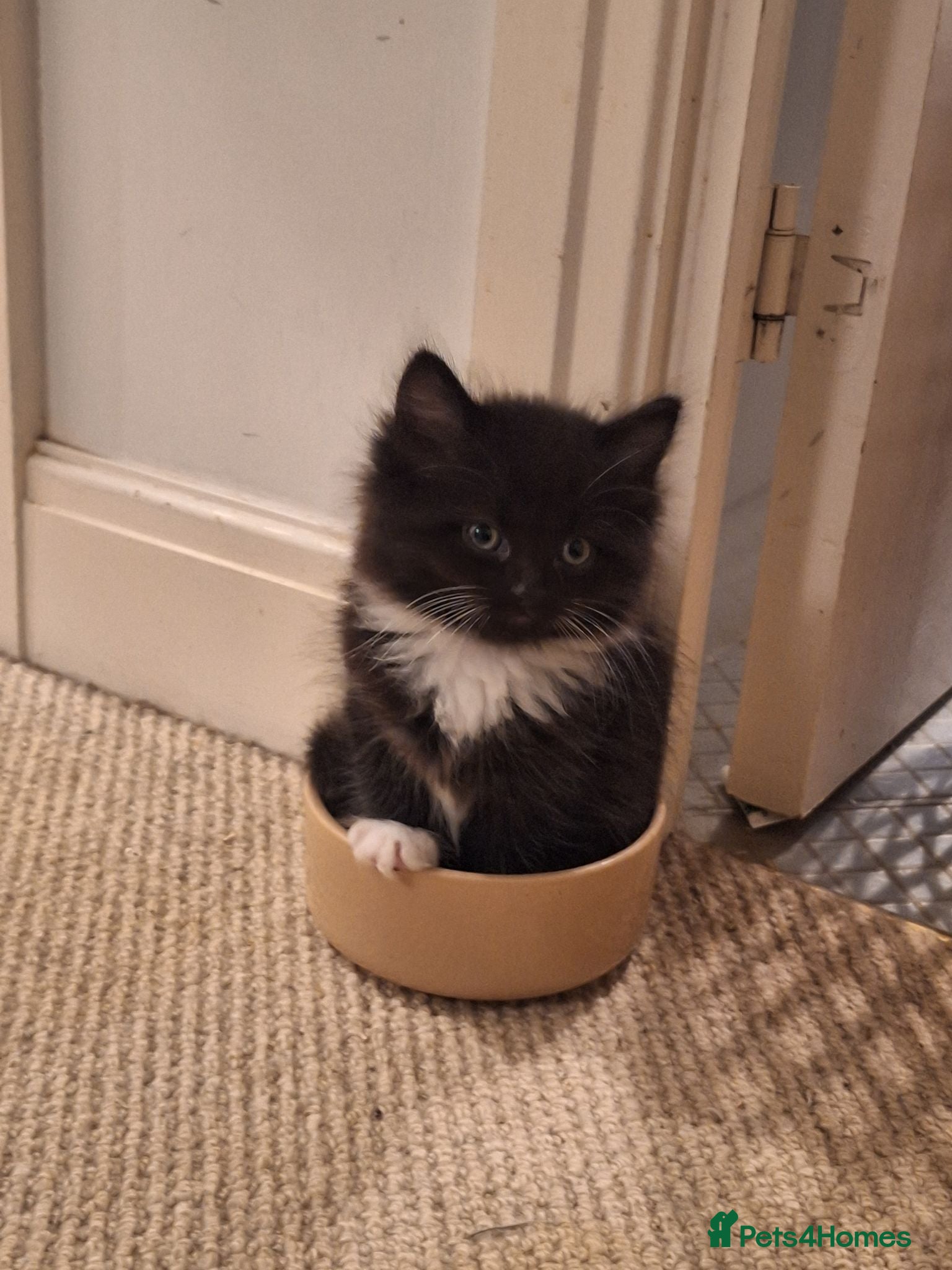 Mixed Breed cats 5 super fluffy kittens for sale - Advert 1