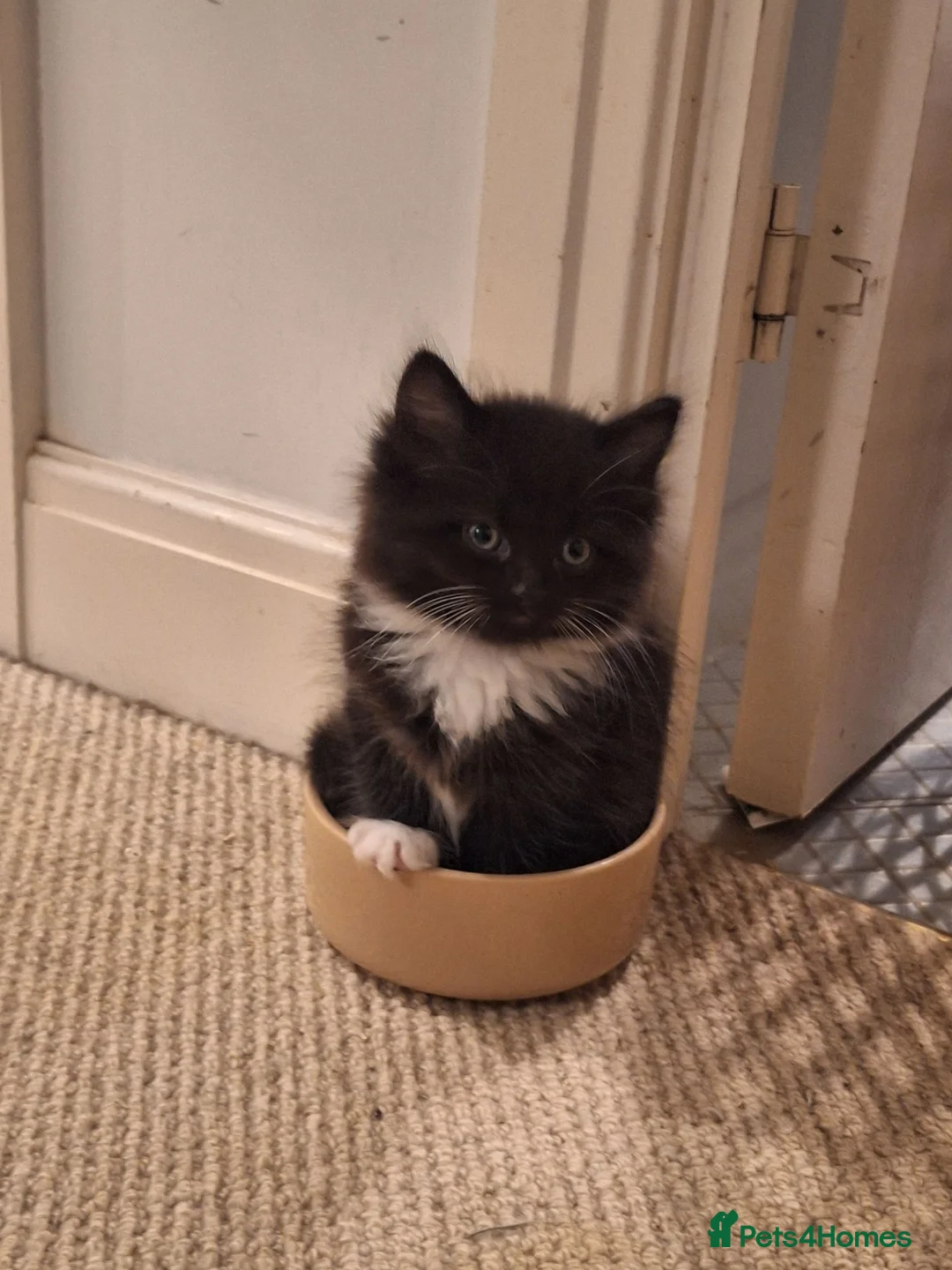Mixed Breed cats for sale: 5 super fluffy kittens for sale - Advert 1