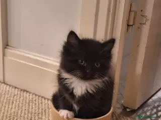 Mixed Breed cats 5 super fluffy kittens for sale - Advert 6