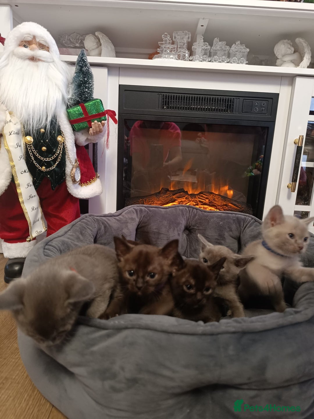 Burmese cats for sale: Lovely Burmese kitten's - Advert 12