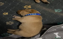 Labrador Retriever dogs for sale: Stunning fox-red labs 4boys left for sale  - Image 7