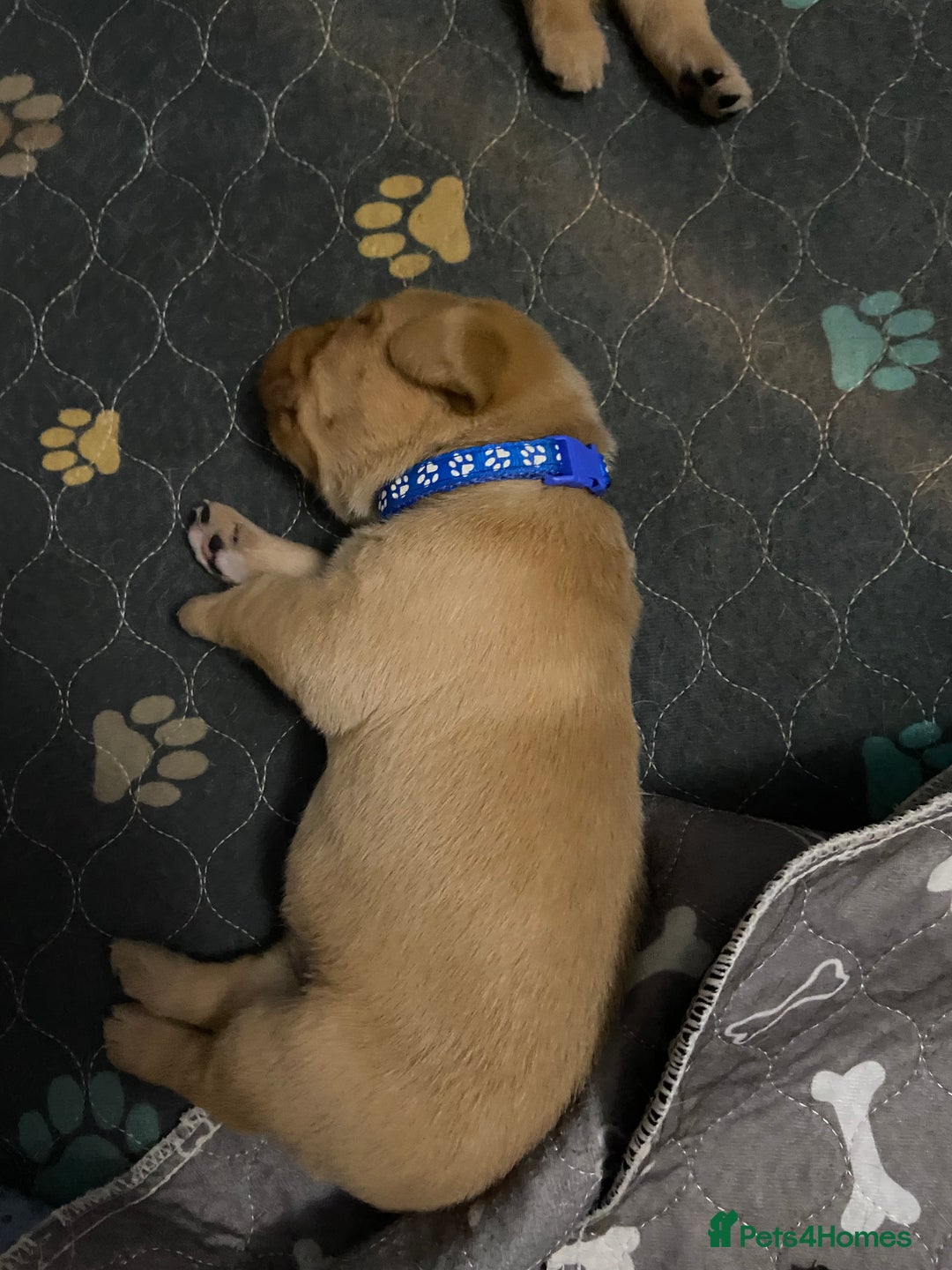 Labrador Retriever dogs for sale: Stunning fox-red labs 4boys left for sale  - Image 7