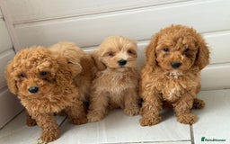 Maltipoo dogs for sale: Quality Korean maltipoos - Image 19