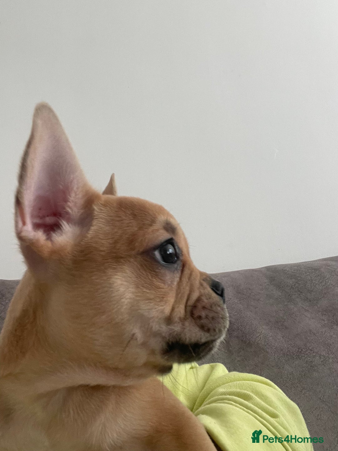 French Bulldog dogs for sale: Frenchie pups - Advert 4